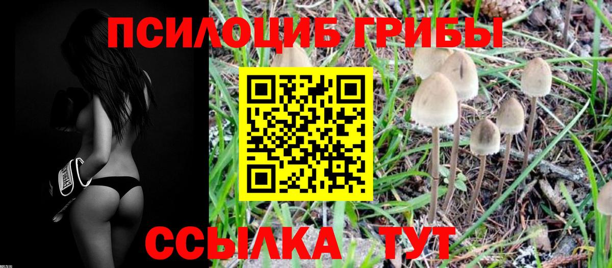 Псилоцибиновые грибы Psilocybine cubensis  Вход с VPN  Нурлат 
